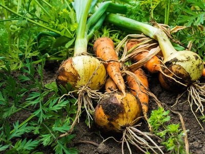 Які рослини можна посадити поряд із цибулею для збільшення врожаю