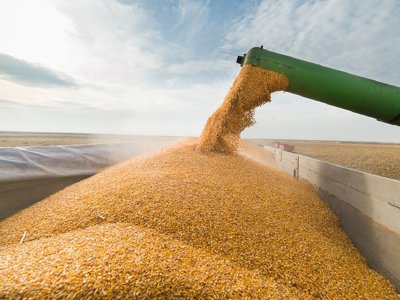 У Євросоюзі анонсували ретельніші перевірки українського зерна