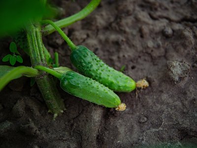 Посадіть на грядках з огірками ці культури – і зберете щедрий урожай