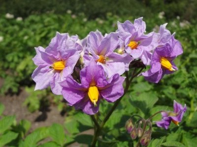 Після яких рослин не можна висаджувати на грядки картоплю 
