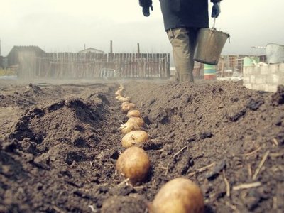 Правила сівозміни: чого не можна садити після картоплі
