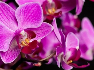 Чи потрібно поливати орхідею після пересаджування: поради квітникарям