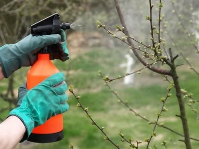 Як позбутися моху та лишайників на плодових деревах: поради садівникам