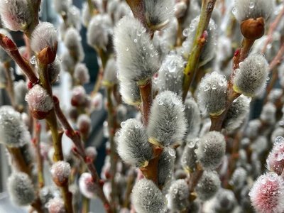Коли Вербна неділя 2024: дата і традиції