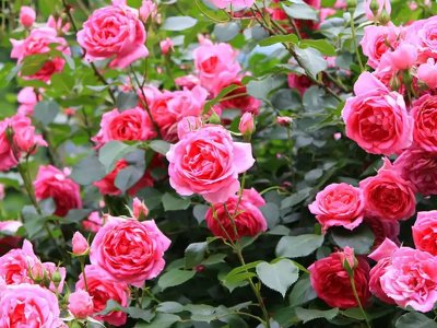 Коли відкривати троянди після зими: поради квітникарям