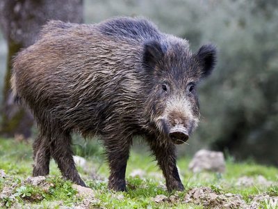 Диких свиней на Полтавщині вразила небезпечна недуга