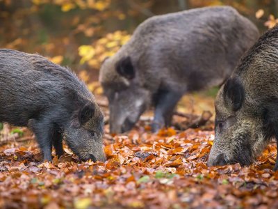 Астрологічний прогноз на 12 квітня