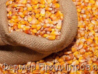 Українським аграріям нададуть насіння кукурудзи на весняну посівну