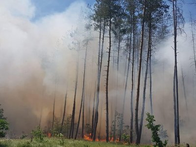 Лишень за тиждень російські окупанти знищили понад 100 гектарів лісу на Донеччині