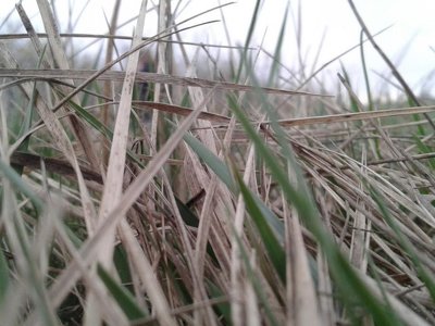 На Рівненщині впродовж доби 4 рази палала суха трава