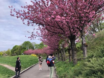 Ботсад Гришка кличе помилуватись сакурами з крупними махровими квітами