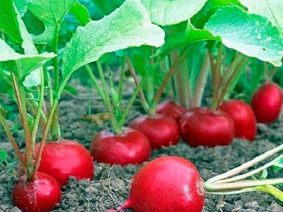 Хитрощі та тонкощі вирощування редису: основні секрети