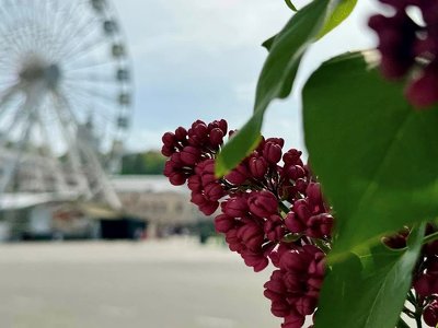 У Києві починає квітнути бузок – 60 локацій, де можна намилуватись весняними квітами