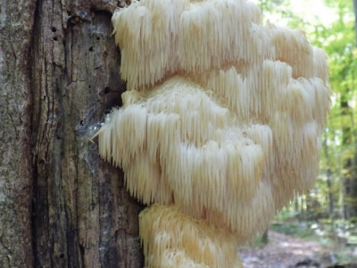 Борода лісовика, вогняна красуня та незвичайний гриб: що ховається в українських лісах