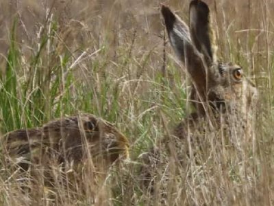 У “Тузлівських лиманах” частіше з’являються сірі зайці: зараз у тварин “шлюбний сезон”