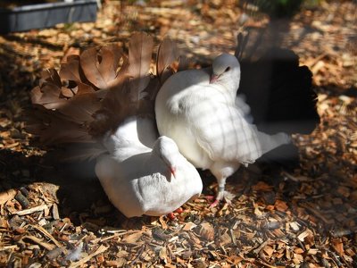 У Луцькому зоопарку дали потомство врятовані з-під Бахмута голуби