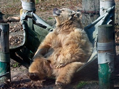 У КиївЗоо до весняного пробудження ведмедів дооблаштували та озеленили їхні…