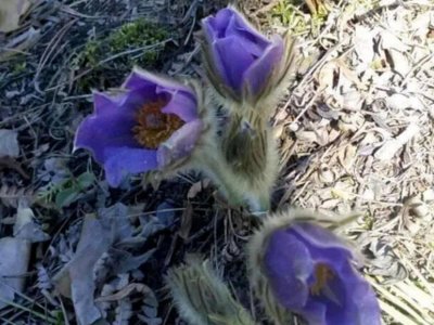 У нацпарку на Рівненщині розповіли, чим корисна лісу сон-трава