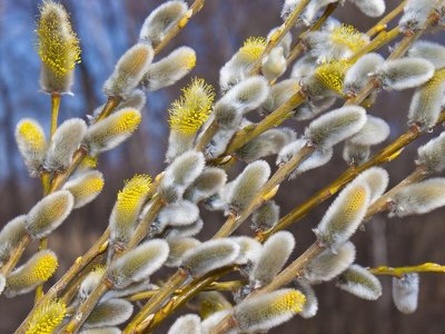 Коли цього року буде Вербна неділя: традиції, прикмети та заборони свята