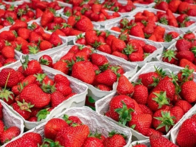 На кущах залишиться 40% ягід: українці не приїдуть на збір польського врожаю
