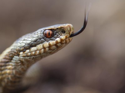 Вчені знайшли останки «найбільшої змії, яка будь-коли жила на Землі»