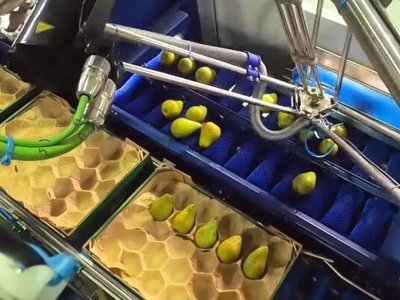 У Голландії робот розкладає і пакує груші в ящики