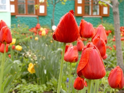 Тюльпанове подвір'я квітне у колишньої вчительки на Вінниччині вже 20 років (ВІДЕО)