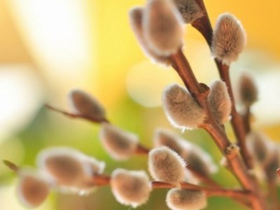 Вербна неділя у 2024 році: що можна і що не можна робити 28 квітня - ASN 