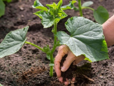 Чим підживити землю, щоб отримати потужний врожай