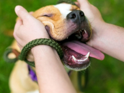 UAnimals присвятили нову колекцію футболок тваринам, які чекають на своїх людей з полону