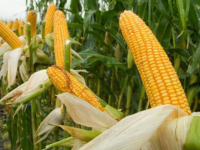 Раннє потепління погано впливає на дозрівання кукурудзи та сої