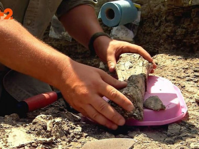 Повний скелет та гніздо з яйцями: в Кременчуці знайшли докази того, що в Україні жили динозаври