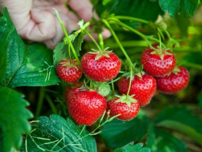 Добрива для полуниці - коли і як підживлювати: правила