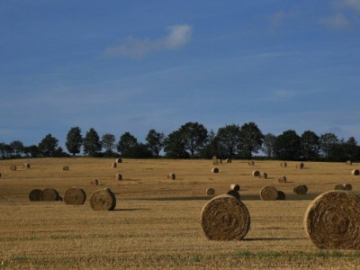 Внаслідок повномасштабної війни було знищено близько 30% усього потенціалу агросектору - Мінагро