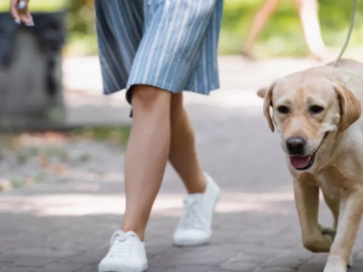 Штрафи для власників тварин: на які суми можуть попасти українці у 2024 році