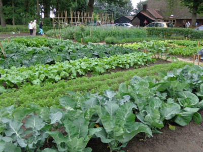 В кінці травня розкидайте на грядці цю крупу: земля стане м’яка, пухка та родюча