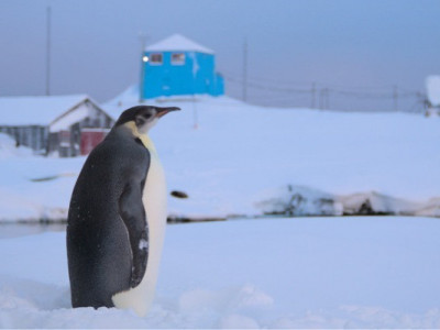 Імператорський пінгвін навідався до станції “Академік Вернадський”