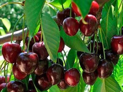 Як позбутися черв’яків у черешні: простий та ефективний лайфхак