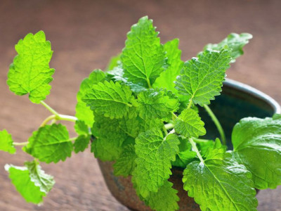 Ці рослини допоможуть позбутися комах в оселі