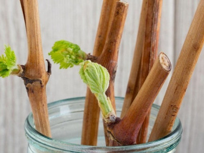 Укорінення рослин – як робити правильно