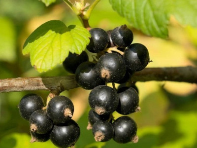 Чорна смородина: яка користь та кому найперше потрібно її вживати
