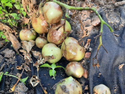 Майже увесь врожай знищено: аграрії б'ють на сполох