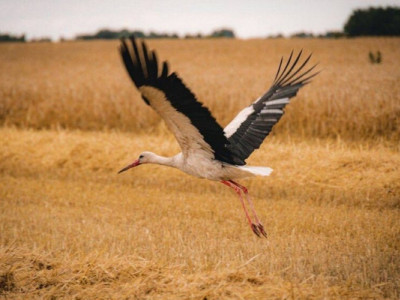 На Дніпропетровщині жнива почалися раніше: скільки і чого вже зібрали (фото)