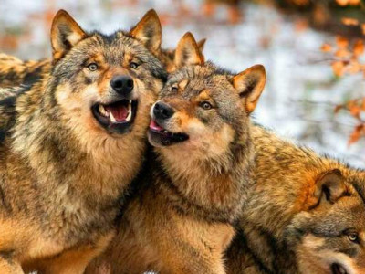 Війна жене вовків на Вінниччину