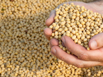 Липневий експорт української сої може стати рекордним за кілька останніх місяців