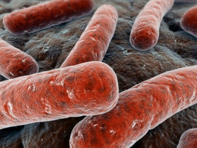 Чума в Україні: небезпечна знахідка на всю країну