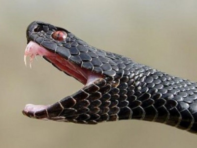 Укуси змій: як надати першу допомогу та як вберегтися