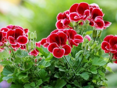 Всього одна таблетка - і герань цвістиме без зупинки: секретний прийом квітникарів