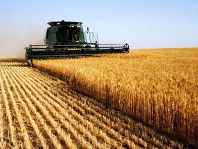 Україна завершує жнива: що чекає ринок пшениці