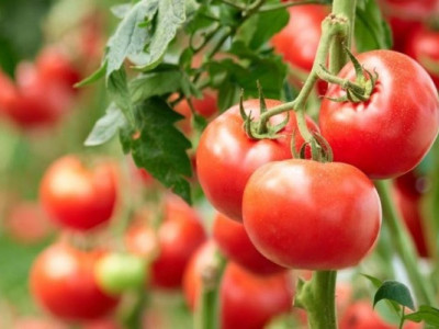 Що робити, коли помідори зів'яли на грядці: надійний спосіб, який працює відразу